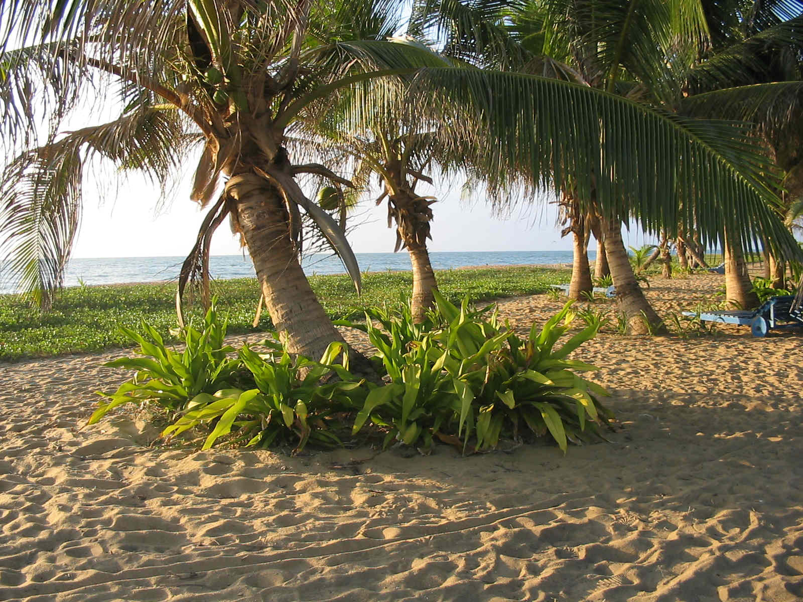 Marawila Beachfront land for sale/rent